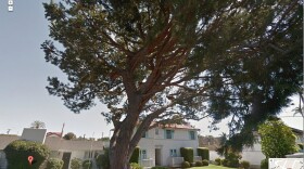 An Itailian stone pine tree sits in the front yard of a residential neighborhood in Cornado.