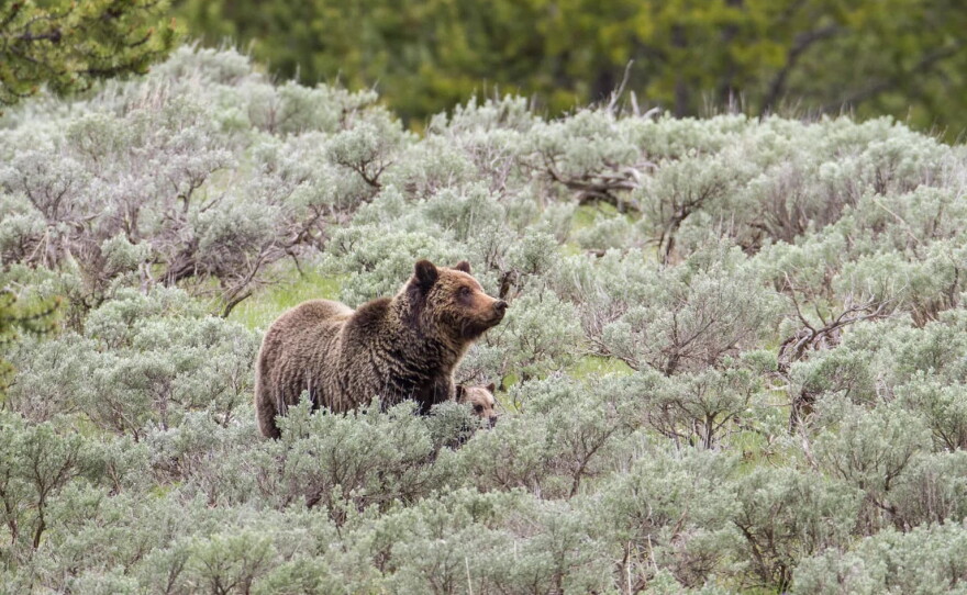 A grizzly sow and cub graze in an open meadow on June 2, 2016.