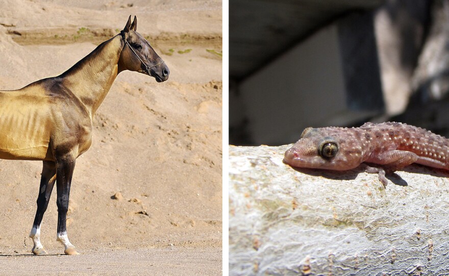 An Akhal-Teke horse, from Turkmenistan, has horizontal slits for pupils, while the Mediterranean house gecko has vertical slits that look like a series of pinholes.