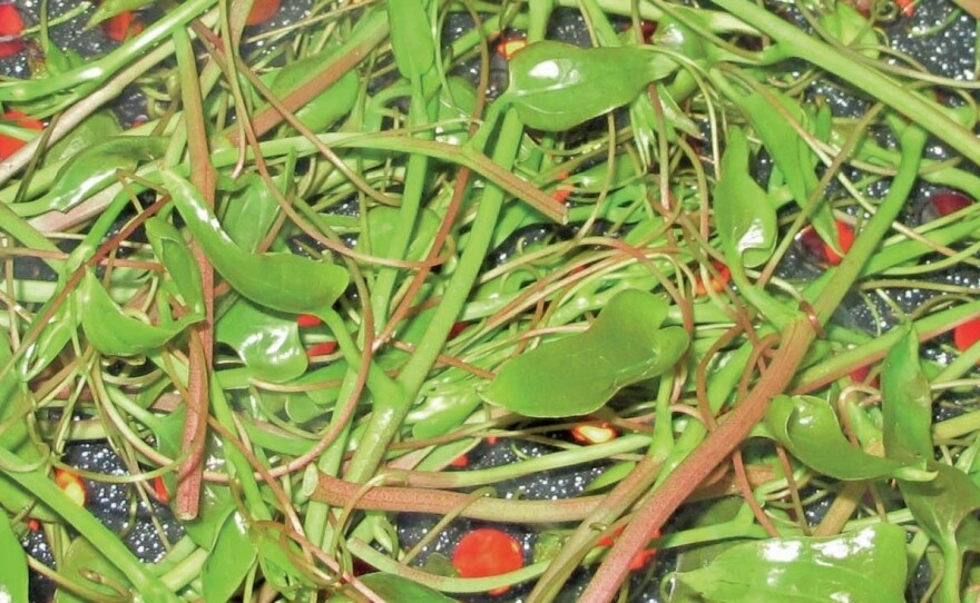 Chainey briar grows wild around Charleston, S.C.
