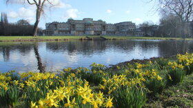 Buckingham Palace with daffodils and lake in foreground.