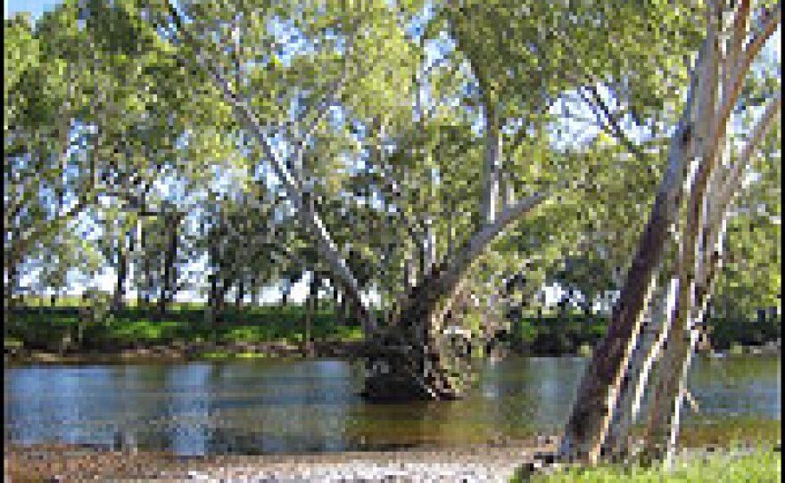Station owner Robin Mills says the rivers that run through Warrawagine are the lifeline of the station.