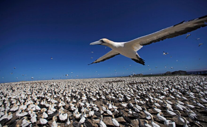 Cape gannet flying over gannet colony, Bird Island, South Africa.