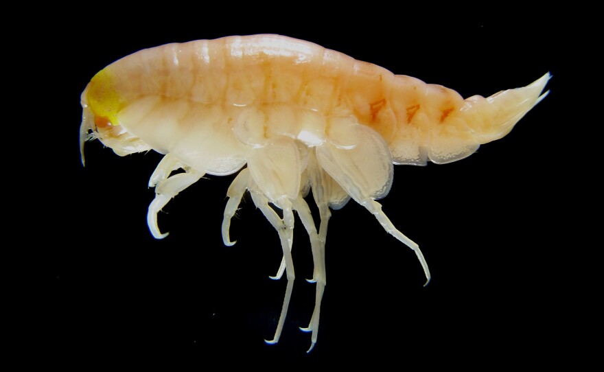 Tiny, shrimplike amphipods living in the Mariana Trench were contaminated at levels similar to those found in crabs living in waters fed by one of China's most polluted rivers.