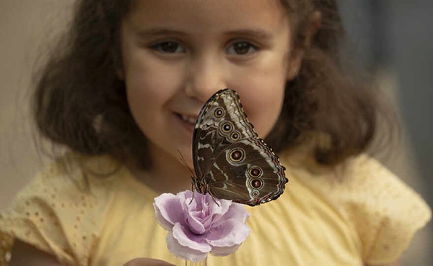 Butterfly Jungle