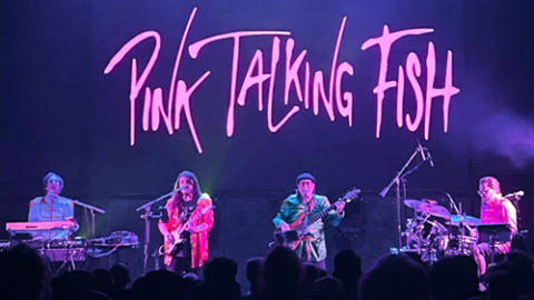 'Pink Talking Fish'