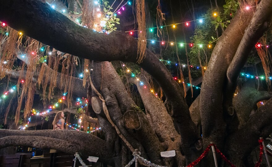 The tree is seen here in December 2020, decorated with holiday lights.