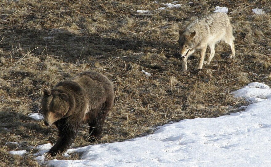 A wolf in Yellowstone National Park follows a grizzly bear in early spring 2005.