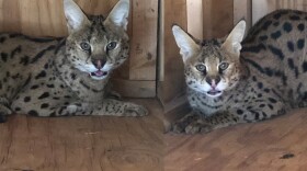 A pair of African servals rescued by the Lions, Tigers & Bears in this undated composite photo.