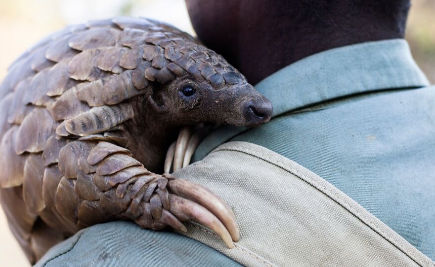 A game reserve guide in Zimbabwe holds a female pangolin at Wild Is Life animal sanctuary outside Harare on Sept. 22. Pangolins are the world's most heavily trafficked mammal; demand for pangolin meat and body parts is driving the secretive scaly ant-eating mammals to near extinction.
