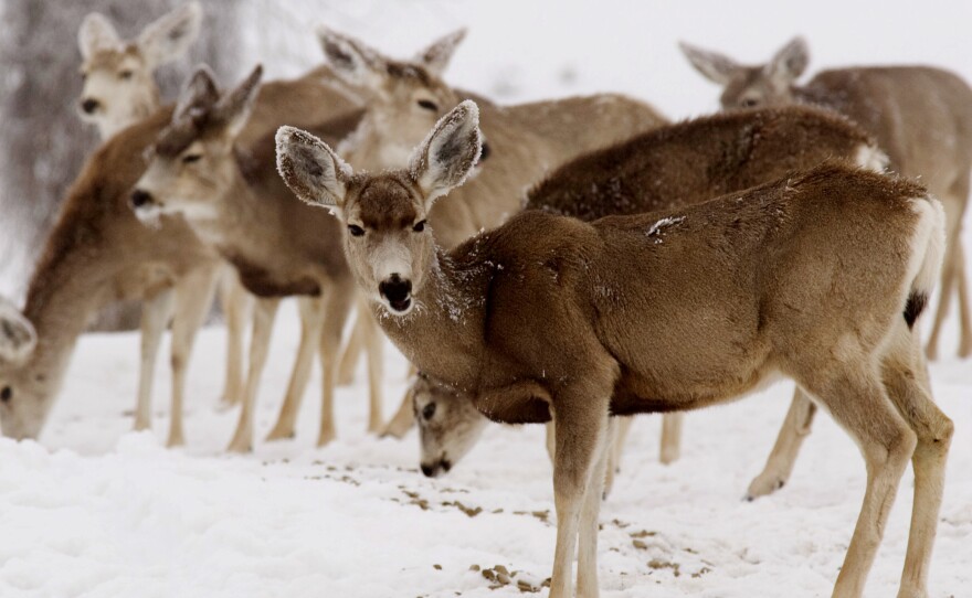 A group of mule deer.