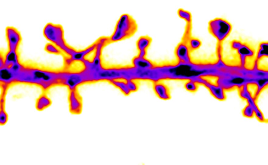 The technique allows us to see living cells at incredible resolution.