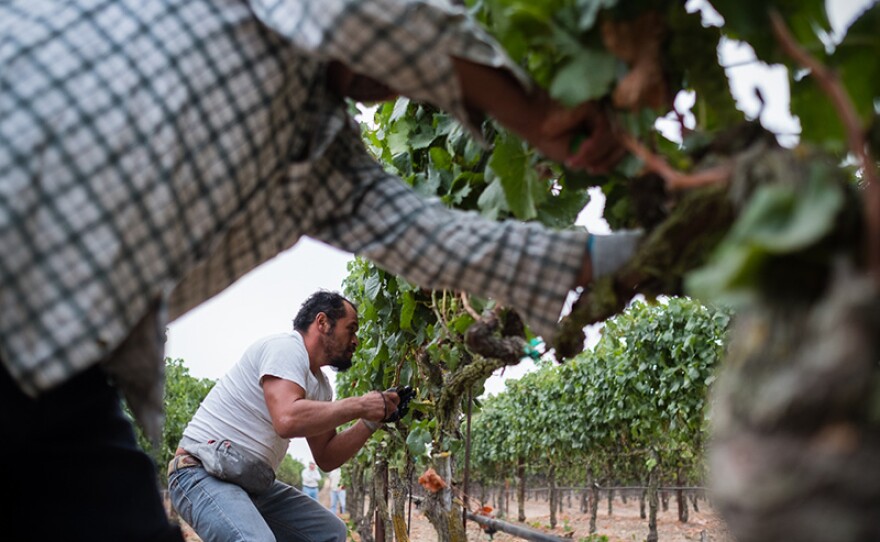 Migrant farmworker Rene Reyes during harvest.