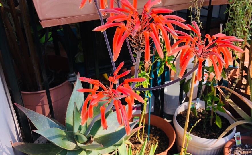 An aloe blooms on Andrea Gutierrez's patio.