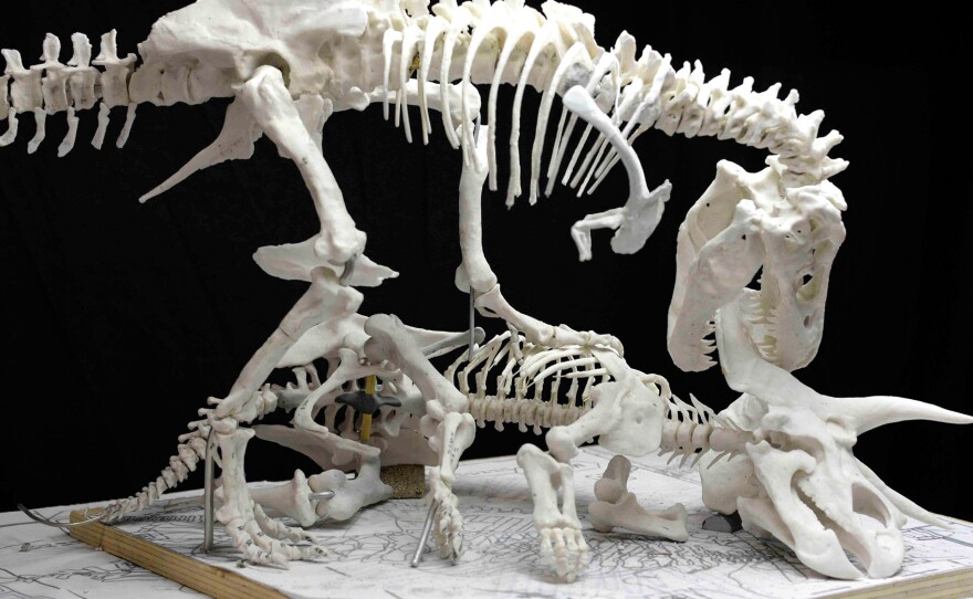 A model of how the T. rex and triceratops will eventually look at the Smithsonian. Every angle and behavior has been vetted by dinosaur specialists, who still debate whether T. rex was primarily a hunter or a scavenger.