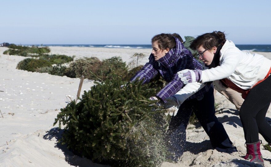 Alexandra Jones-Twaddell and Malley Chertkov add a Christmas tree to the growing line in Island Beach State Park in February 2013. Similar dune restoration projects — using trees as a foundation to trap sand — will be carried out this year all along the Atlantic Coast.