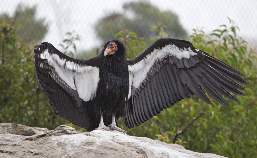 A California condor is shown in this undated photo.