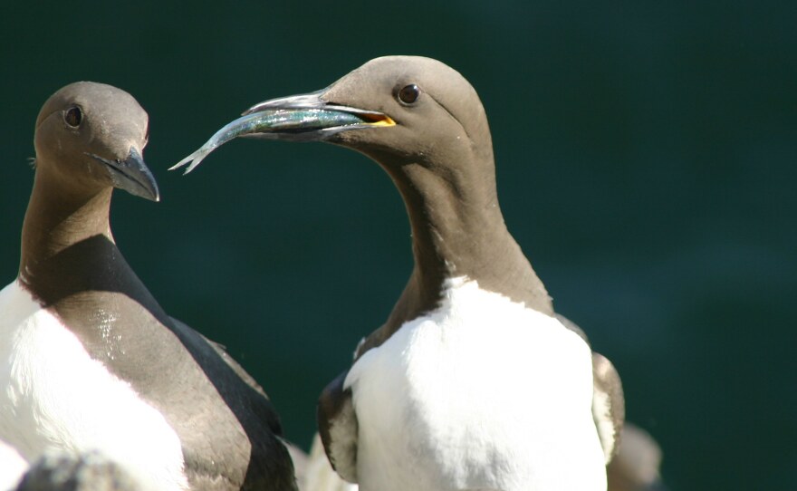A common guillemot (Uria aalge) brings a sprat to feed to its chick. The laying dates of this species were followed for 19 consecutive years on the Isle of May, off the coast of southeast Scotland. According to a new paper in Nature Communications, many birds are adapting to climate change — but probably not fast enough.
