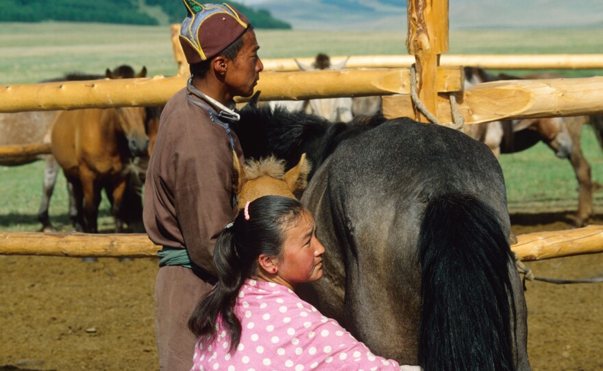 Milking a mare in Mongolia.