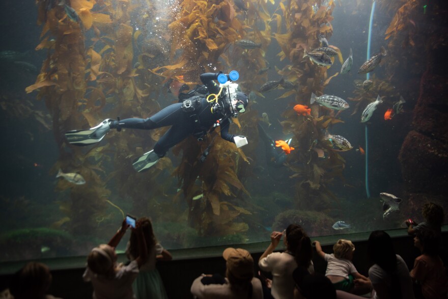 Celeste Parry cleans in Birch Aquarium's Giant Kelp Forest Tank on Aug. 14, 2025. San Diego, Calif.