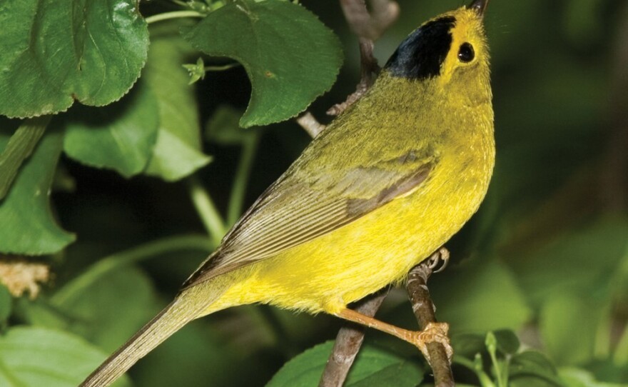 A Wilson's Warbler captured on May 14, 2007, in Lucas County, Ohio.