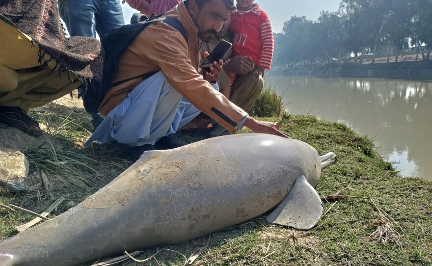 This dolphin died after being stranded in the shallow waters of the Indus River.