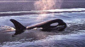 Luna, a baby killer whale. "Saving Luna" explores the mysterious connection between humans and these mammals.