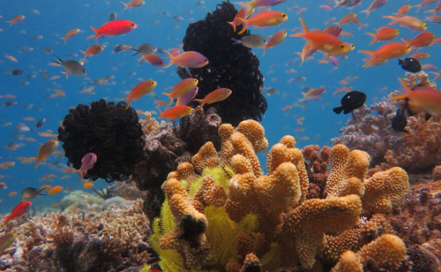 Fish and coral reef.