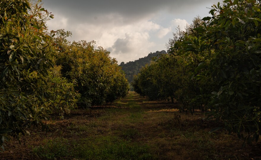 Clouds pass over rows of avocado trees in Michoacán. Control of the $3 billion market, known as green gold, has fueled violence in the state who's the main producer.