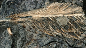 This fossilized feather dates back 66 million years to the late Cretaceous. "It is, without a doubt, the best feather we've ever found from the age of dinosaurs," says Jingmai O'Connor, an associate curator at the Field Museum of Natural History.