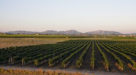 Rows of grapevines in the Temecula Valley, Aug. 6, 2008.