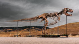 This undated photo provided by Sotheby's on Tuesday, July 14, 2026, shows "Gus," one of the largest and most complete Tyrannosaurus rex specimens ever discovered.