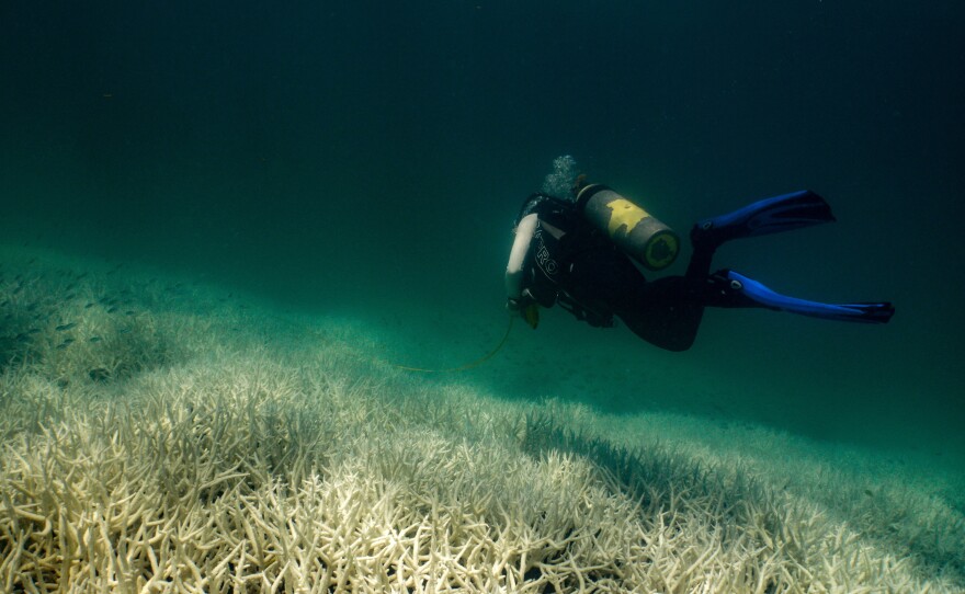 During coral bleaching the algae that live inside coral, providing them with food and their bright colors, are expelled from the coral, leaving them without their major food source.