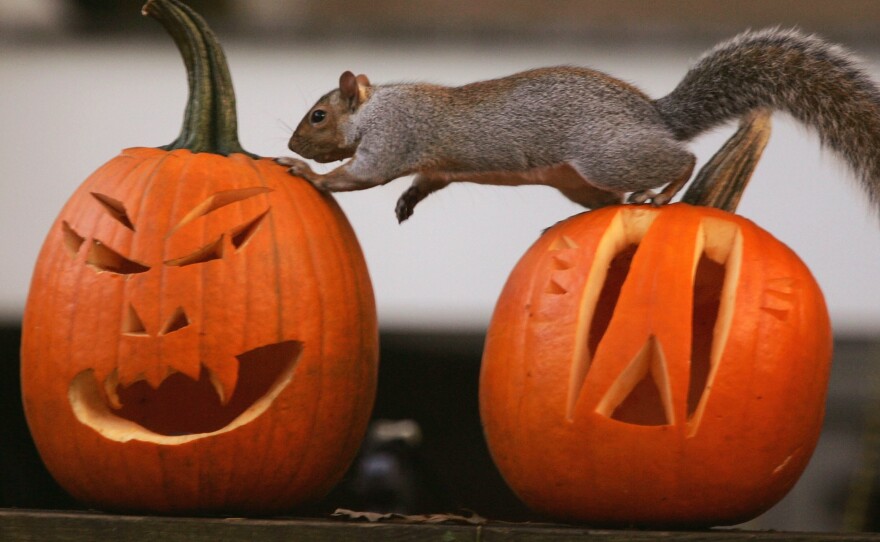 A squirrel investigates Halloween jack-o'lanterns in Washington, D.C. Analysts say spending for holiday decor, candy and costumes is strong this year.
