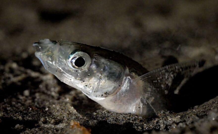 In a still from "America's Wildest City," a female grunion digs itself tail-first into the sand to lay eggs in San Diego, CA.