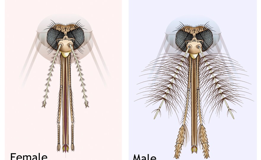 An illustration of the head and mouth parts of Anopheles sp. female and male mosquitoes. The hairs (or fibrillae) on the antenna of the male enable them to hear the buzz of females in a swarm.