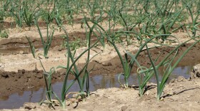 Groundwater is saltier than river water. The result is unhealthy looking onion sprouts.