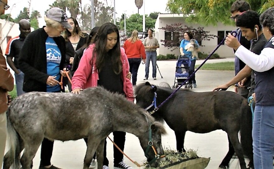 Students and teachers at Murray High School admire the miniature horses Rootbeer and Edward, May 31, 2017.
