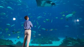 David Pogue, host of NOVA scienceNOW, watches a ray swim overhead at the Georgia Aquarium.