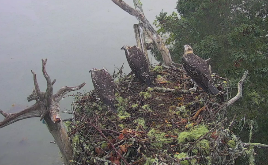 Hog Island, Maine, osprey chicks await their parents' return. Seconds later, an eagle makes off with one of the nestlings.