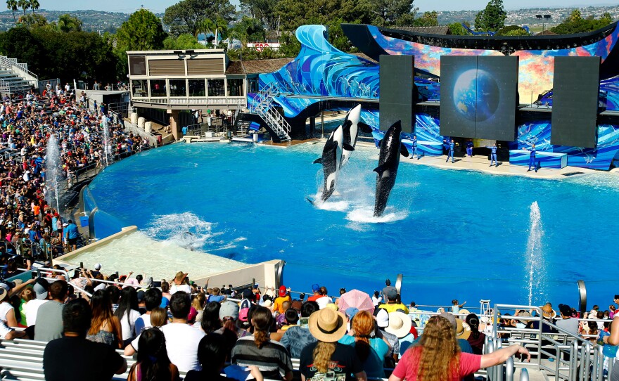 Orcas perform during the One Ocean show at Aquatica by SeaWorld, San Diego in 2015.