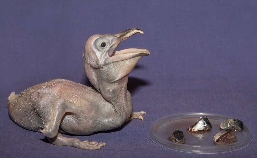 A Dalmation pelican chick is pictured at the San Diego Zoo, March 17, 2015.