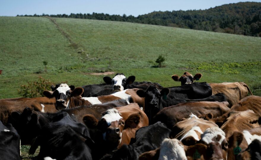 Cows are seen on a dairy farm in Virginia on October 5, 2022.
