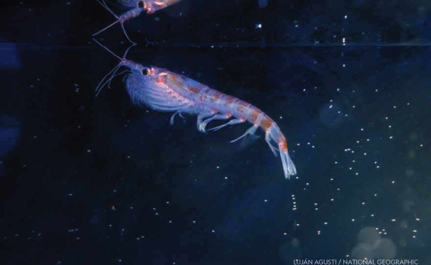Antarctic krill, a shrimp-like crustacean that holds up the food web at the South Pole, were found at a hydrothermal vent off the Antarctic Peninsula during the National Geographic and Rolex Perpetual Planet Southern Ocean Expedition in collaboration with the Schmidt Ocean Institute.
