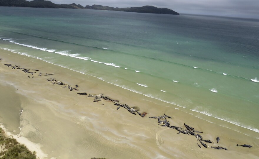 As many as 145 pilot whales lie beached Sunday at Mason Bay, on Stewart Island, New Zealand. A hiker reported the mass stranding on Saturday.