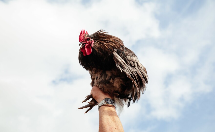 One of the captured chickens that was released for the Mardi Gras to chase and later to be cooked and eaten in the communal gumbo at the end of the courir.