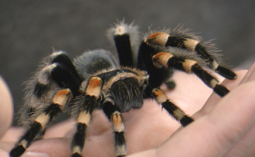 A Mexican Red-Knee Tarantula sits in the hand of Pet Kingdom CEO Matt Thomas' hand, August 23, 2023.