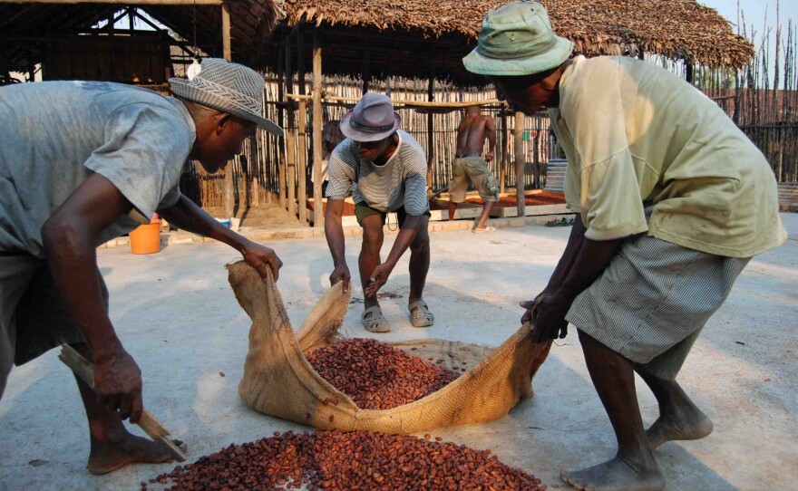 Workers in Madagascar prepare cocoa beans for drying. The process has a big effect on the quality of the finished chocolate.