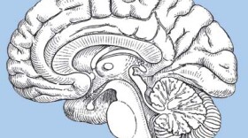 Brain