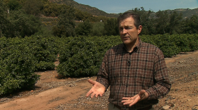 Eric Larson, executive director of the San Diego County Farm Bureau, talks about the impact of the four-year drought on San Diego farmers at grapefruit orchard in Escondido, March 19, 2015.